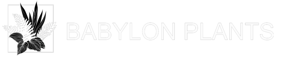 Babylon Wholesale plant nursery in Watlington Oxfordshire Logo